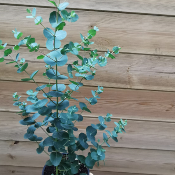 Eucalyptus-la-Maison-des-fleurs-fleuriste-paris