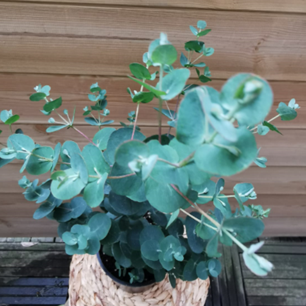 Eucalyptus-La-Maison-des-fleurs-fleuriste-paris
