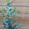 Eucalyptus-La-Maison-des-fleurs-fleuriste-paris